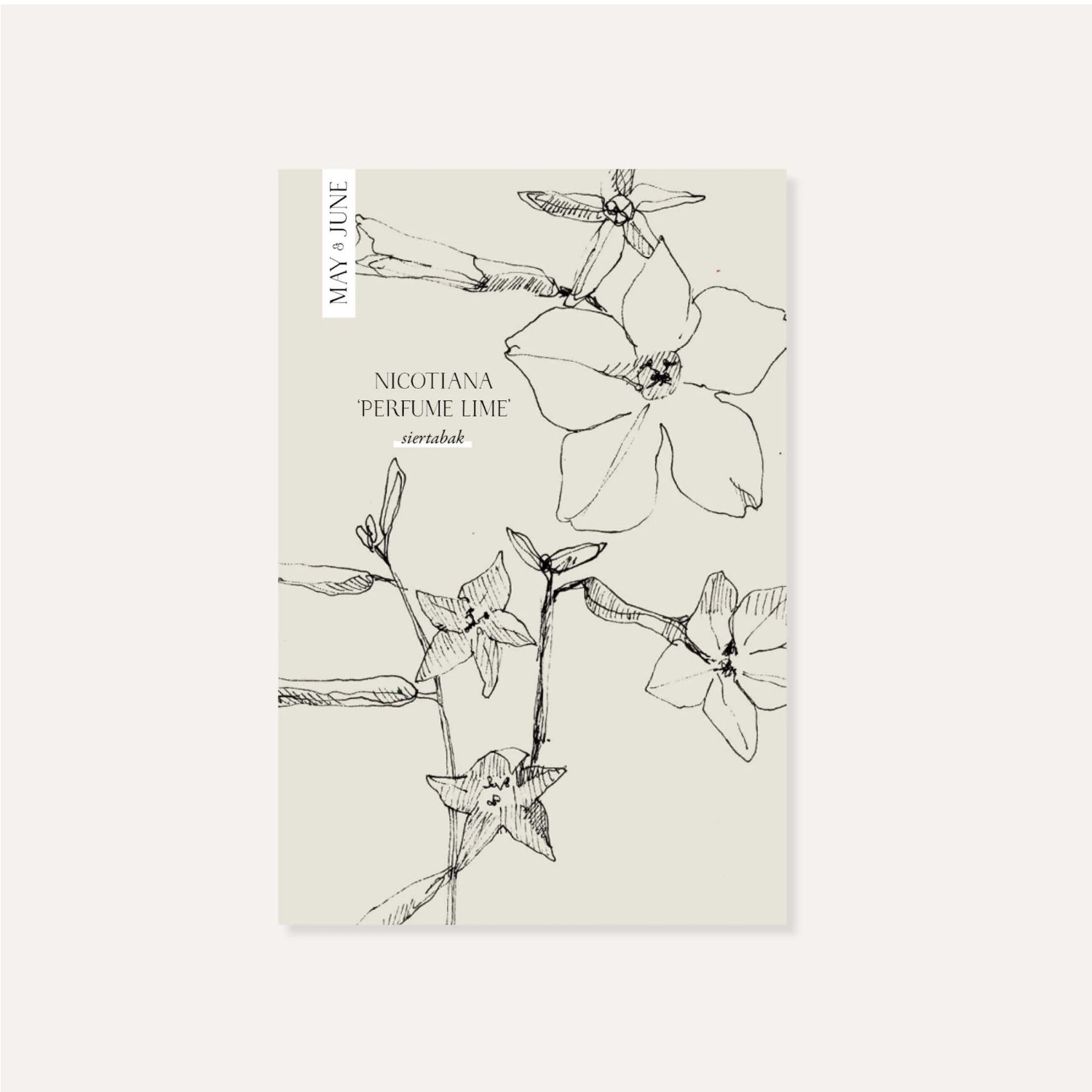 Nicotiana Sanderae ‘Perfume Lime’ | May & June