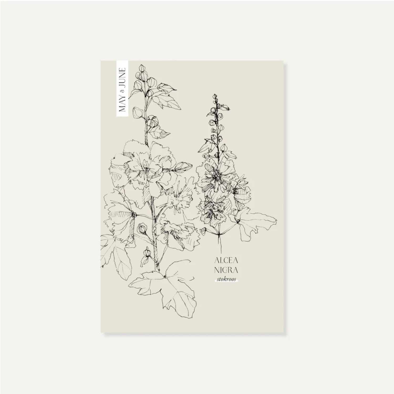 Alcea nigra (stokroos) | May & June