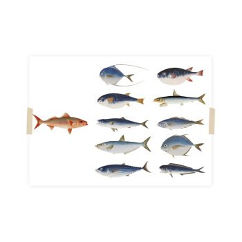 Postkaart The Parade Naturalis | Lylies