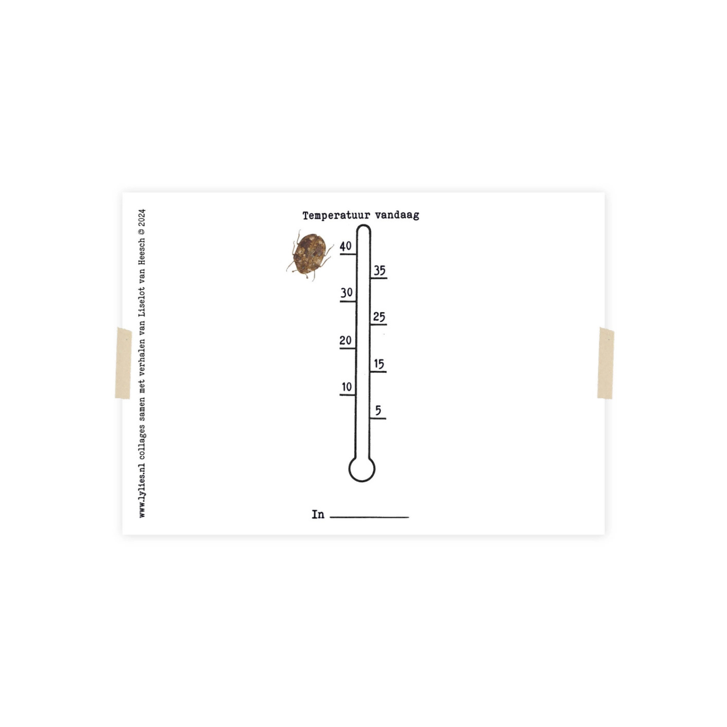 Postkaart Museumkever | Lylies